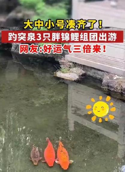 趵突泉大明湖一天可以玩完吗趵突泉锦鲤撑死几条了趵突泉水悠悠唱词