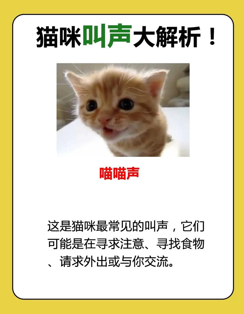 为什么一抱起猫咪，它就变老实呢猫猫的能力为什么小猫的叫声像婴儿