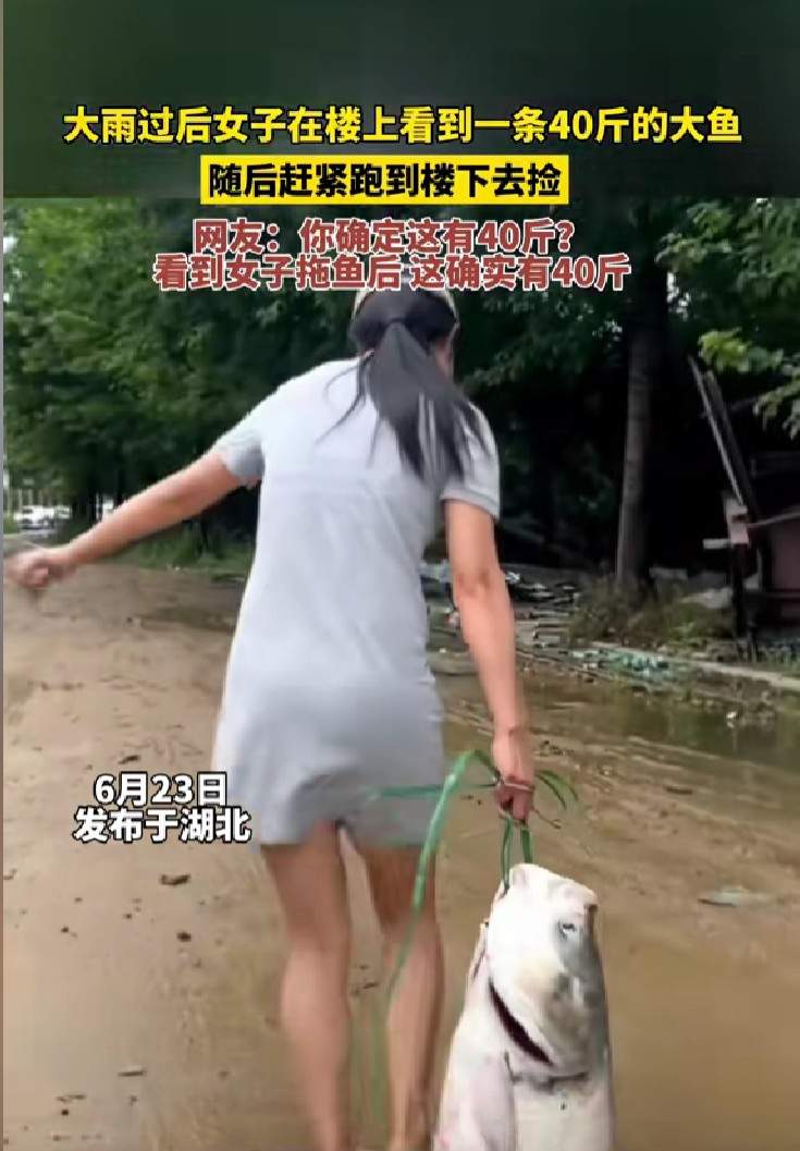 暴雨后女子捡回40斤庞大
鱼 专家告诫
大水
中的食品
大概
携带病毒和细菌，食用需审慎
